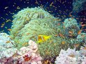 DSC09102 - 050329 - Gota Kebir - Anemone & poissons clown